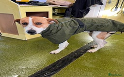 Canaan Dog dogs for adoption: Zico the desert dog  - Advert 4