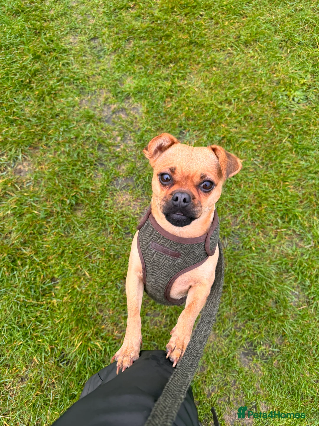 Jug dogs for sale: Jug (Jack Russell & Pug) Female  - Advert 9