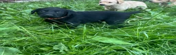 Labrador Retriever dogs for sale: Beautiful Labrador Puppies Ready for Loving Homes - Advert 10