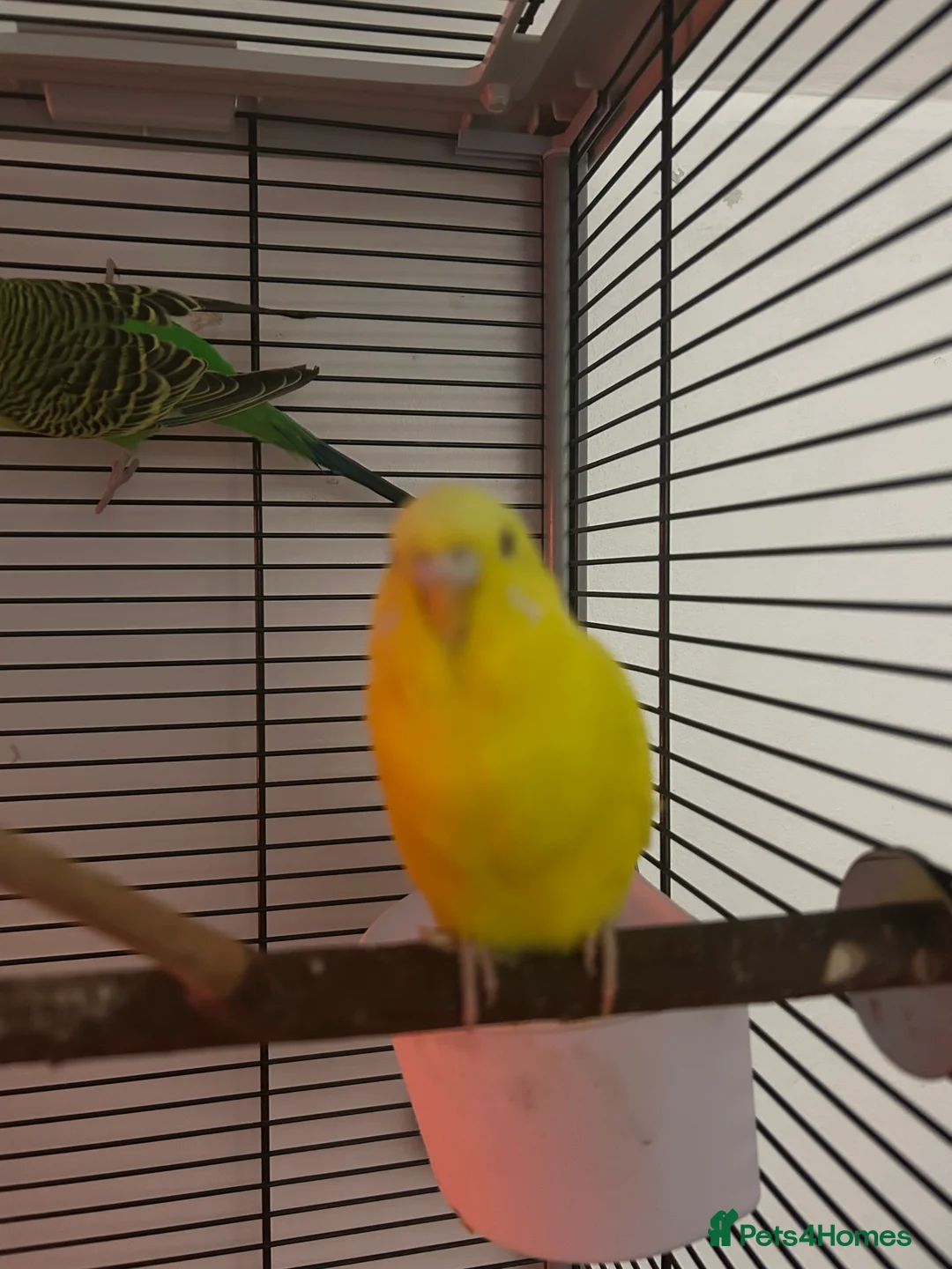 Budgerigars birds for sale: Tom and Jerry  - Advert 5