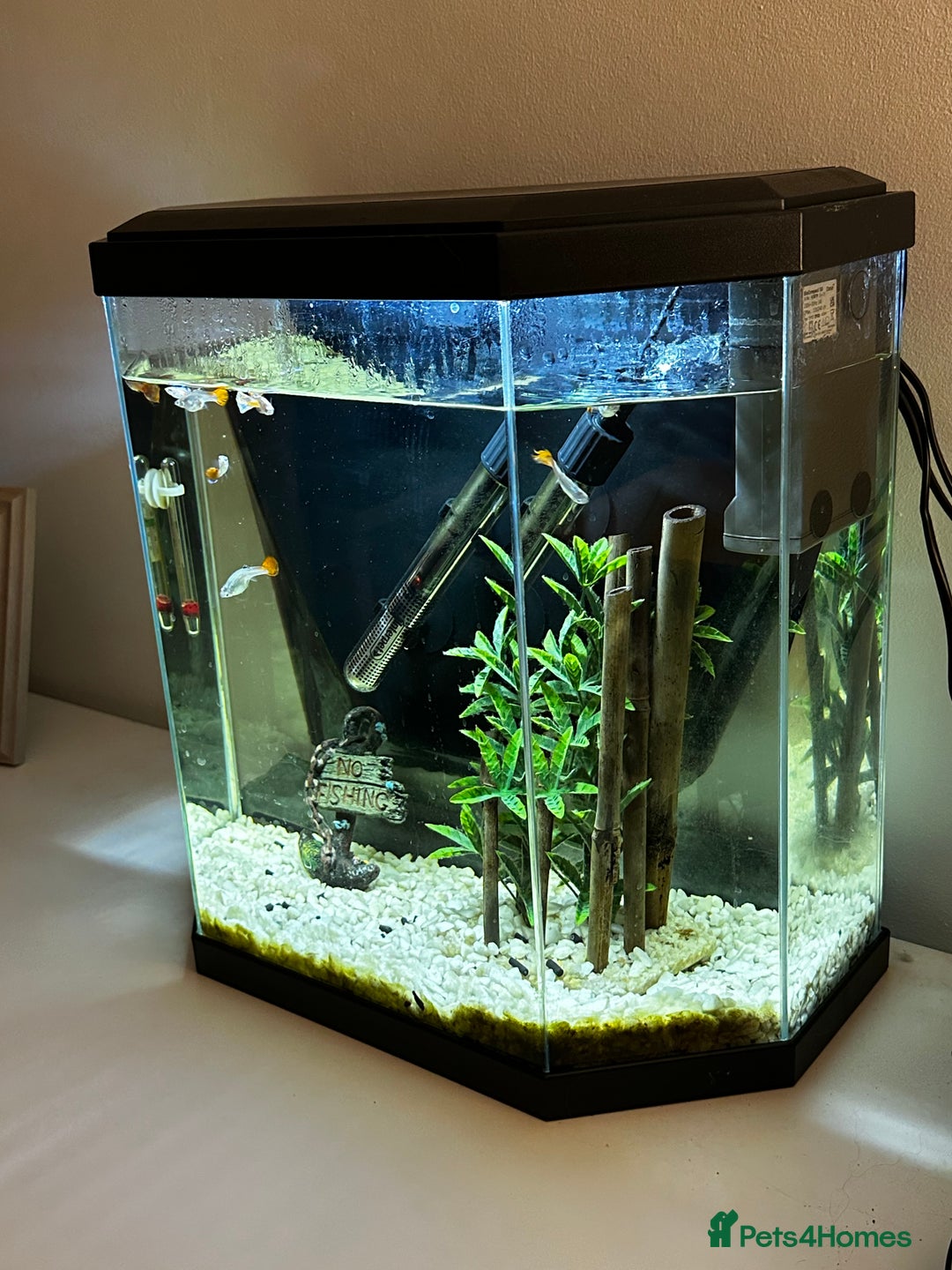 Other/Mixed Breed fish for sale: Guppies with 25L tank  - Image 5