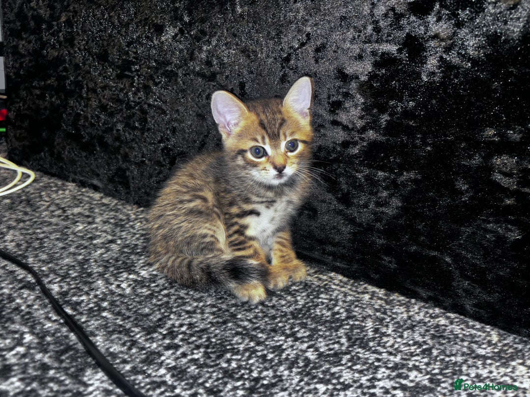 Mixed Breed cats for sale: Tabby girl kitten  - Image 2