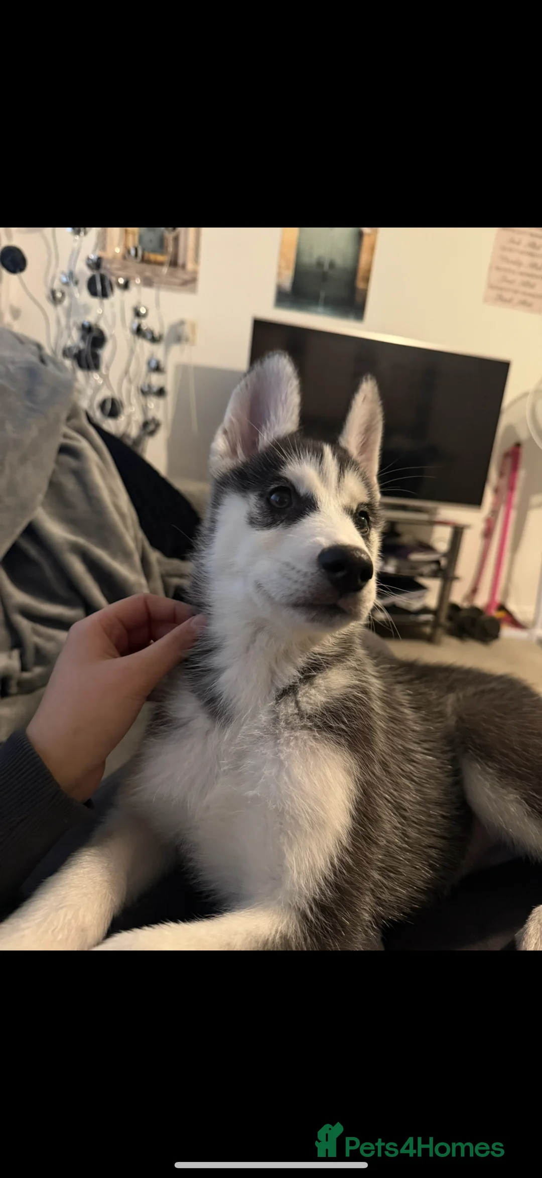Siberian Husky dogs for sale: 10 week old puppy for sale  - Advert 2