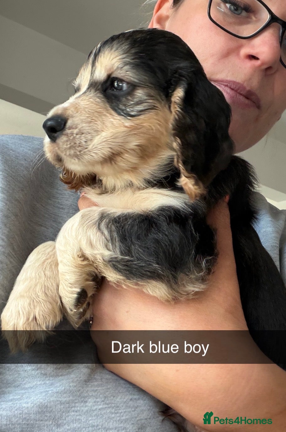 Cocker Spaniel dogs Show cocker spaniels 🚨READY in 10 DAYS🚨 - Advert 8