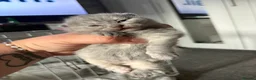 British Shorthair cats for sale: BHS babies  - Advert 2