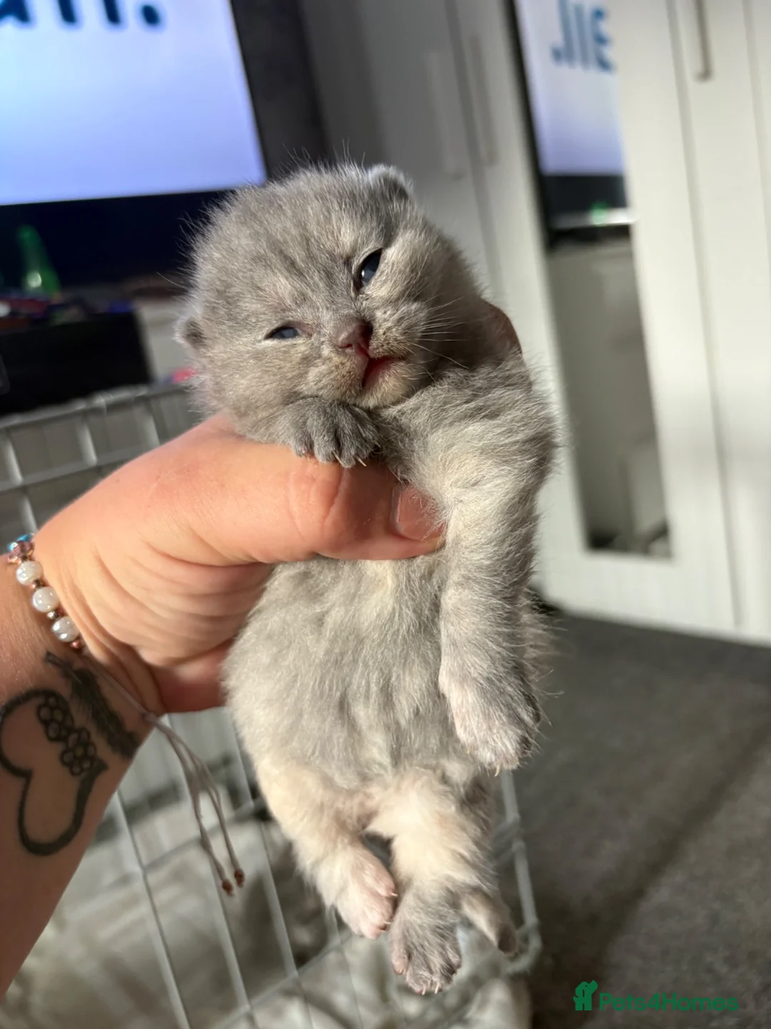 British Shorthair cats for sale: BHS babies  - Advert 2