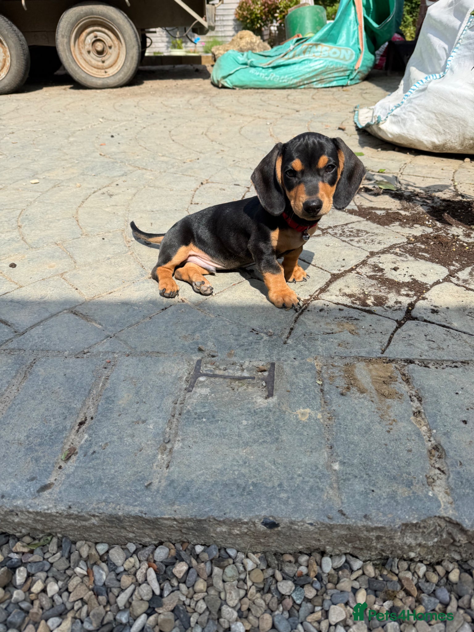 Miniature Dachshund dogs Miniature Black & Tan Dachshund puppies  - Advert 1
