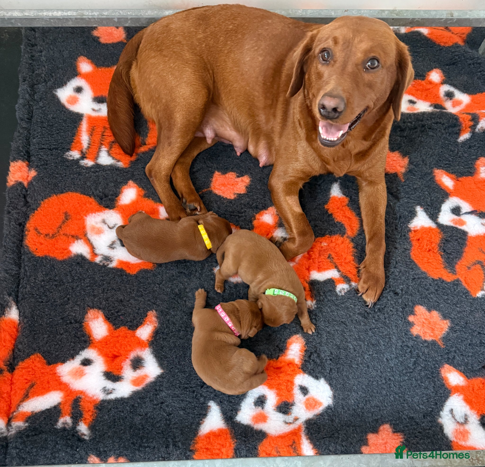 Labrador Retriever dogs Beautiful Mahogany Red Female puppies available  - Advert 1