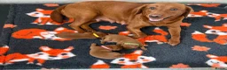 Labrador Retriever dogs for sale: Beautiful Mahogany Red Female puppies available  - Advert 1