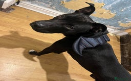 Mixed Breed dogs for sale: Bull greyhound  - Image 2