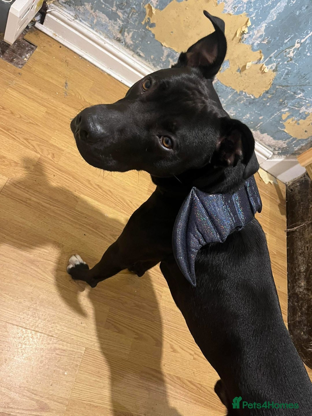 Mixed Breed dogs for sale: Bull greyhound  - Image 2