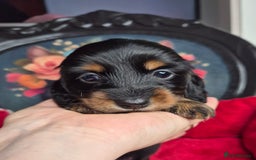 Miniature Dachshund dogs for sale: ⚜️KC PRA clear Miniature Dachshund Puppies  - Image 12