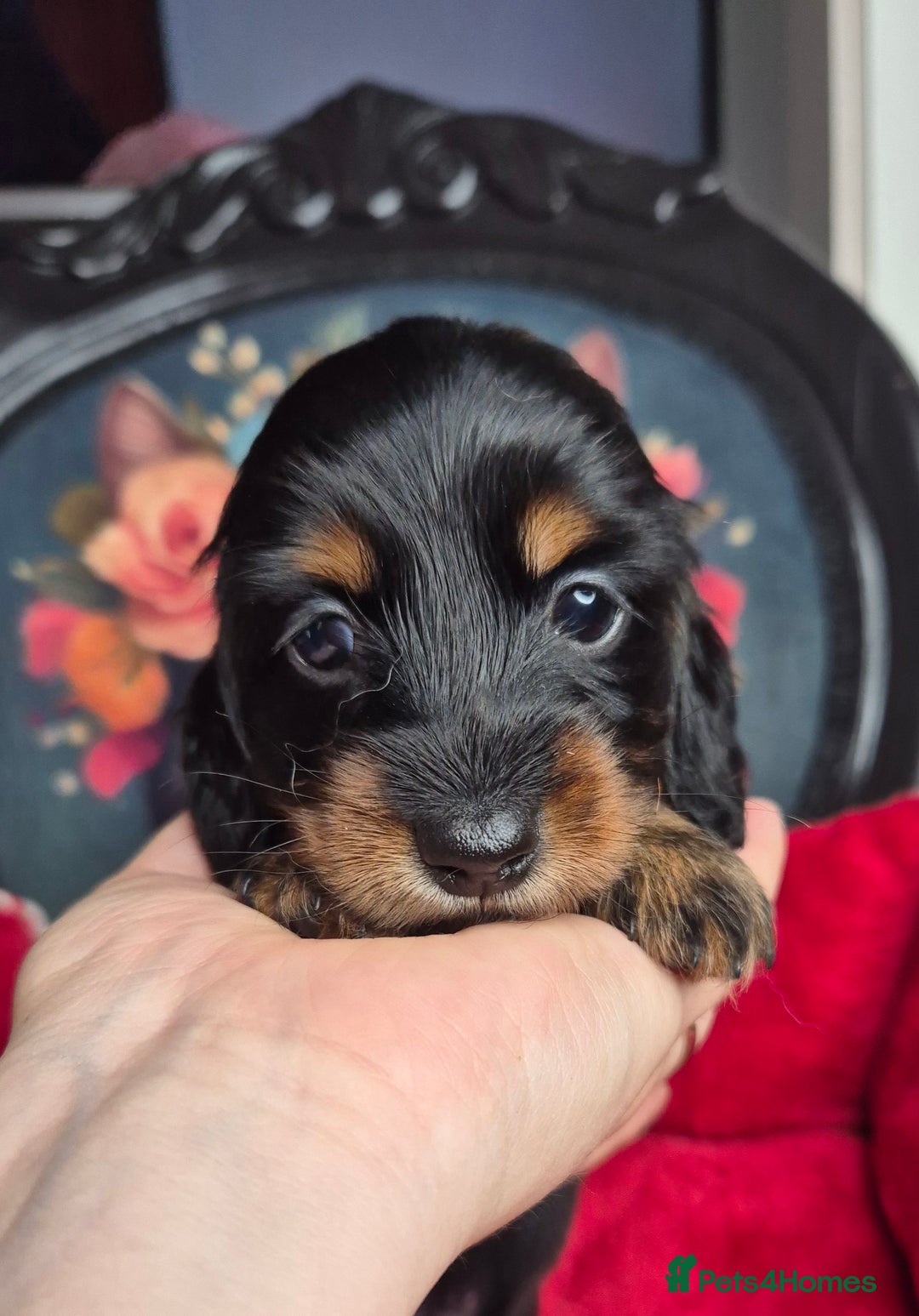Miniature Dachshund dogs for sale: ⚜️KC PRA clear Miniature Dachshund Puppies  - Image 12
