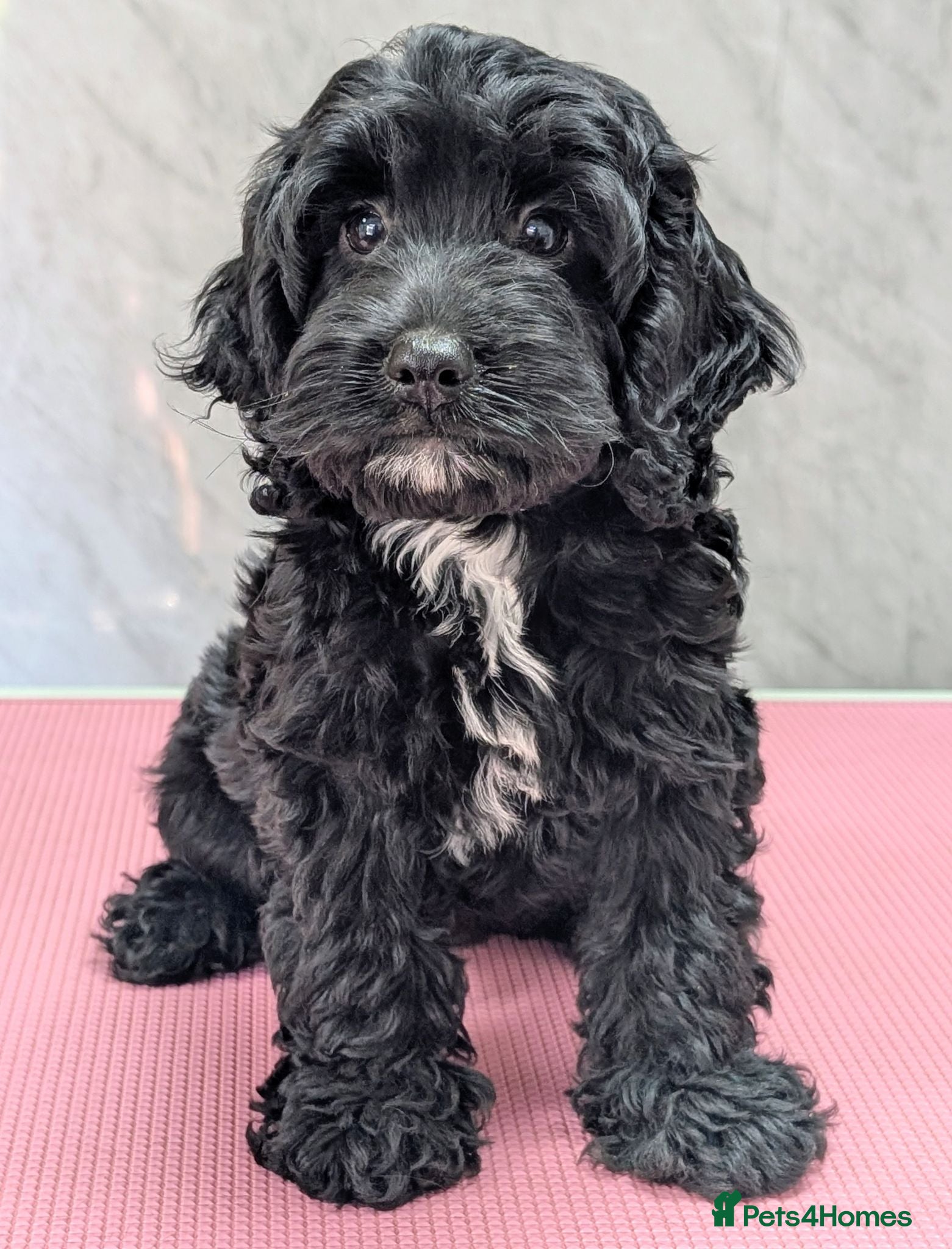 Cockapoo dogs 10 weeks old black boy ready now: Licensed breeder - Advert 1