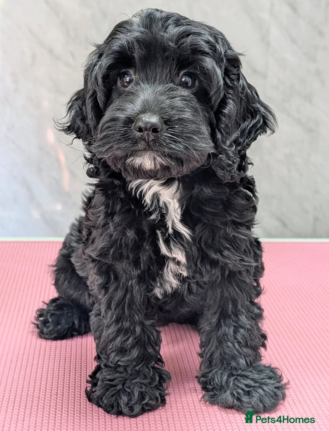 Cockapoo dogs for sale: 10 weeks old black boy ready now: Licensed breeder - Advert 1