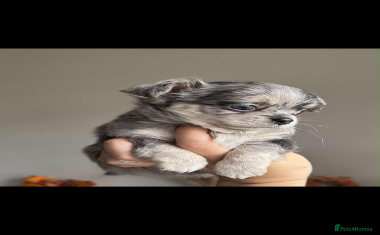 Chihuahua dogs - Advert 1