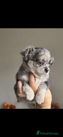Chihuahua dogs - Advert 2