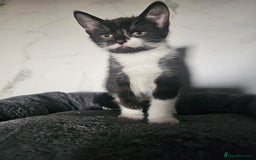 Mixed Breed cats for sale:  3 Adorable Kittens Ready for Their Forever Homes - Image 5