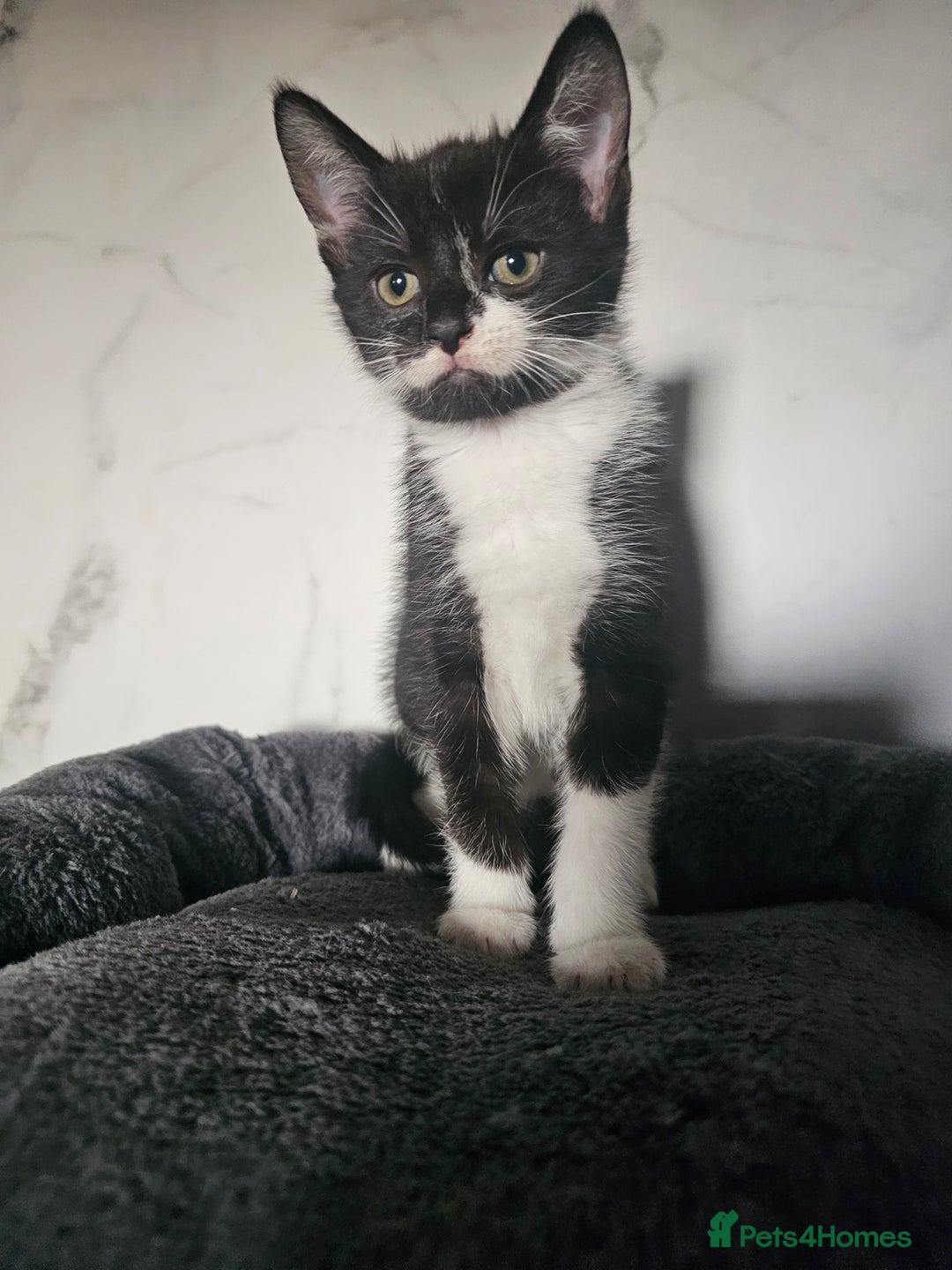 Mixed Breed cats for sale:  3 Adorable Kittens Ready for Their Forever Homes - Image 5