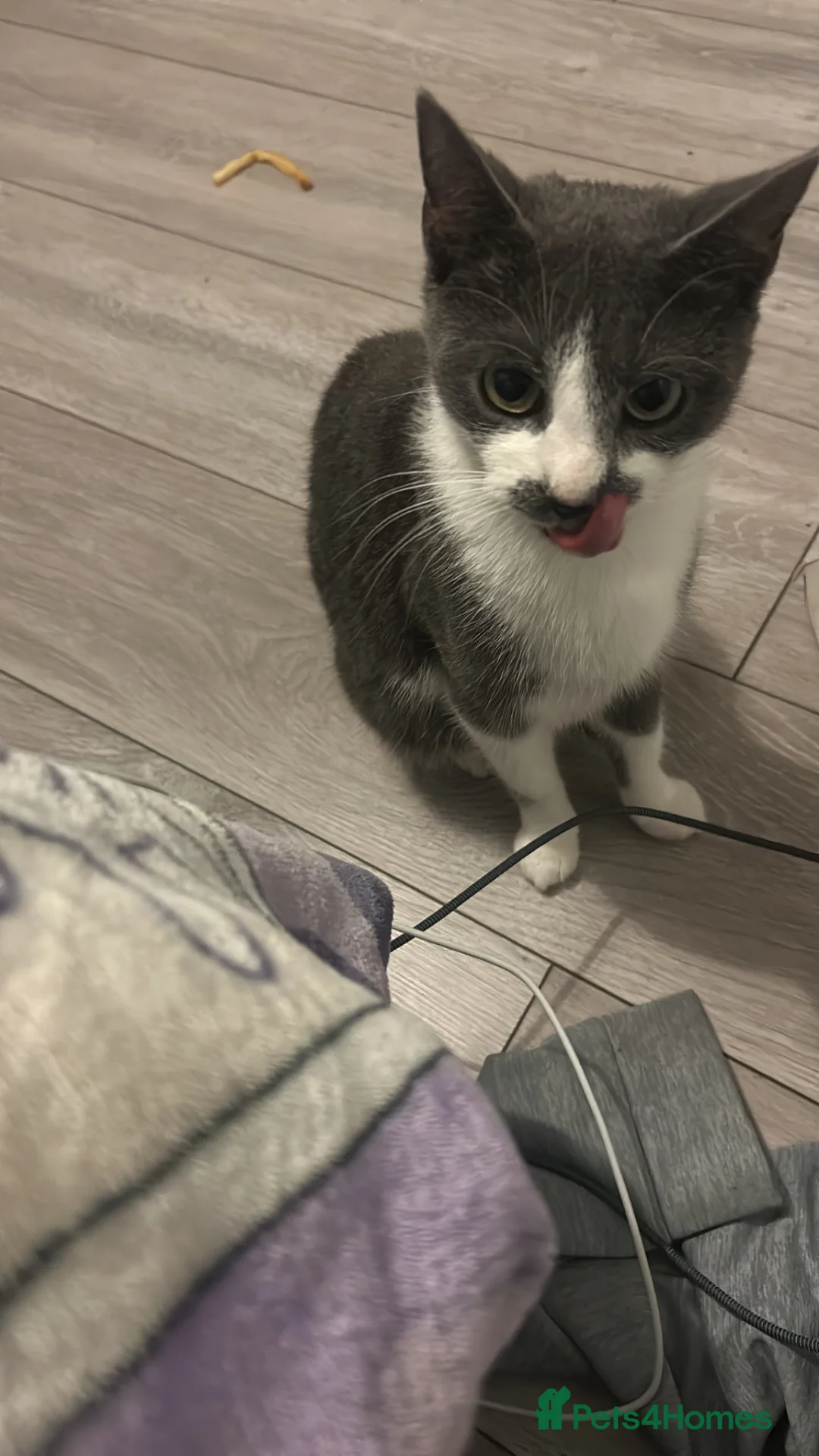 Mixed Breed cats for sale: 1 year old female cat for sale  in Northampton - Advert 2