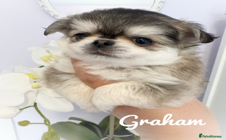 Chihuahua dogs - Advert 16