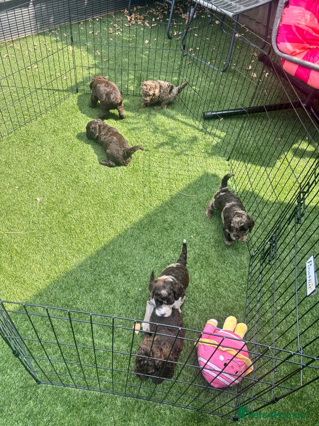 Cockapoo dogs for sale: Stunning cockapoo litter in Burgess Hill - Advert 2