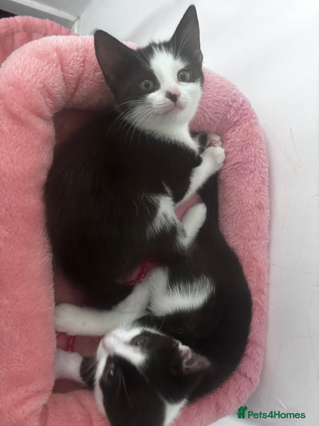 Mixed Breed cats for sale: 2 lovely half bengal girls ready now! - Image 17