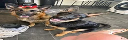 German Shepherd dogs for sale: 2 young beautiful German shepherd pups  - Advert 21