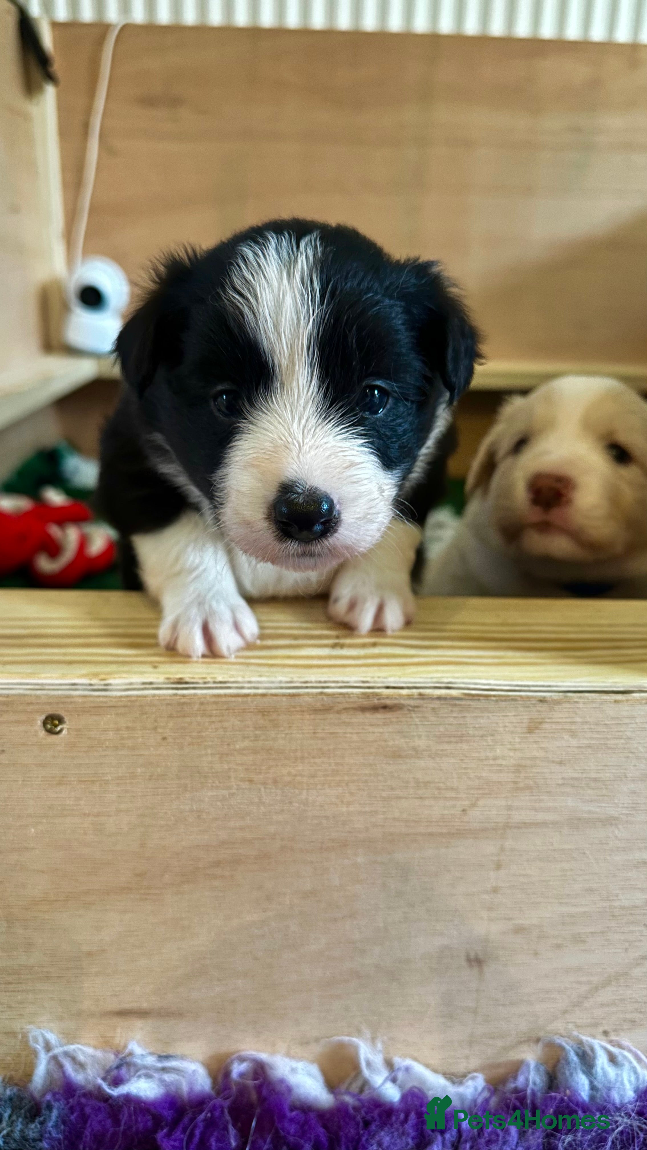 Border Collie dogs for sale: Beautiful Border Collie Puppies-KC Registered - Advert 2