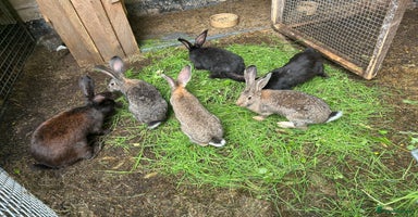 Continental Giant rabbits - Advert 3