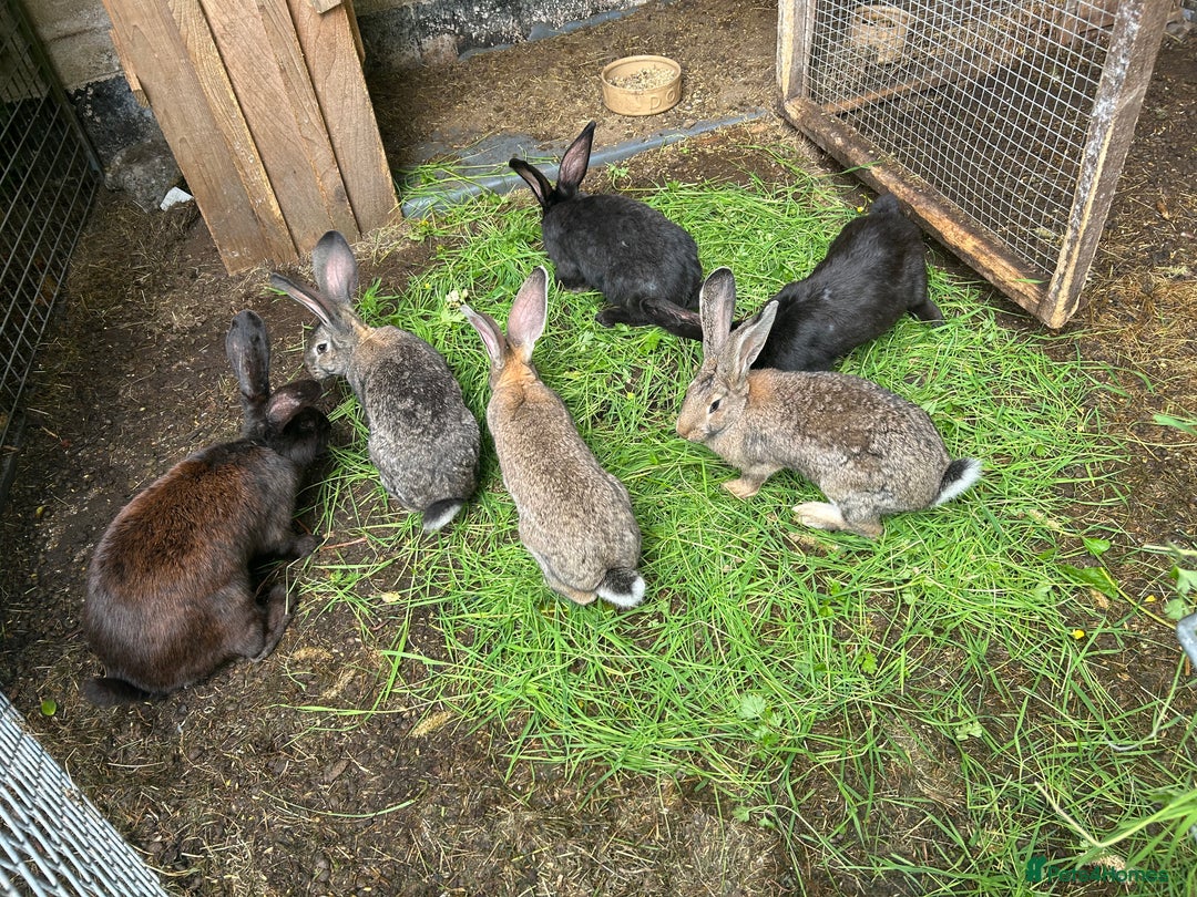 Continental Giant rabbits for sale: Continental Giant Rabbits  - Image 2