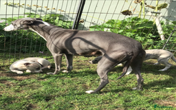 Whippet dogs for sale: Male whippet pups available  - Image 9