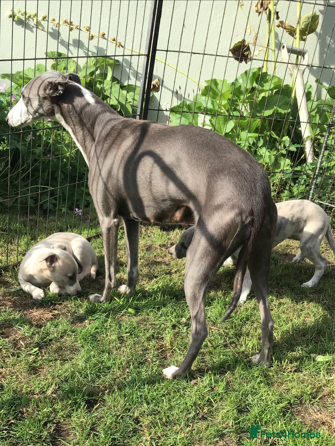 Whippet dogs for sale: Male whippet pups available  - Image 9