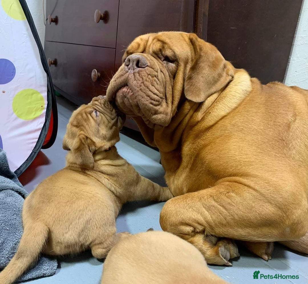 Dogue De Bordeaux dogs for sale: Dogue de Bordeaux puppies now available for sale! - Advert 10