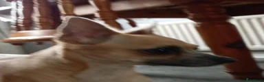 Chihuahua 1