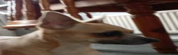 Chihuahua dogs for sale:  2-Year-Old Dog Looking for a Loving Home. - Advert 2