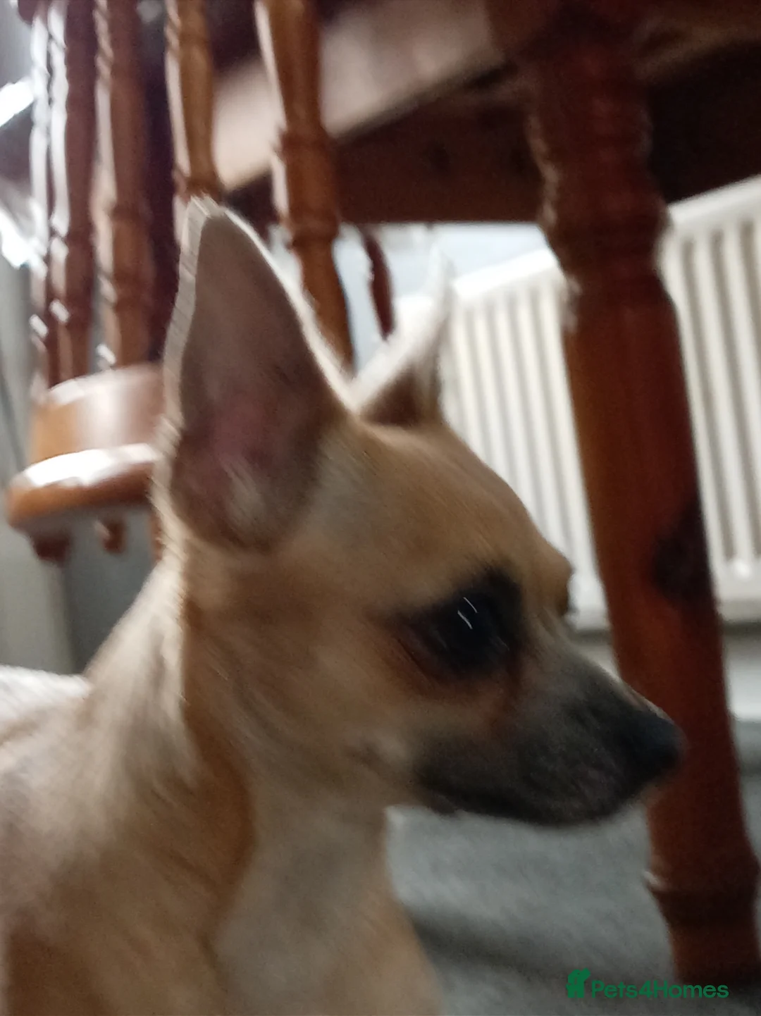 Chihuahua dogs for sale:  2-Year-Old Dog Looking for a Loving Home. - Advert 2