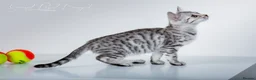 Bengal cats for sale: Rare Silver Bengal Kittens – Boy & Girl Available - Advert 6