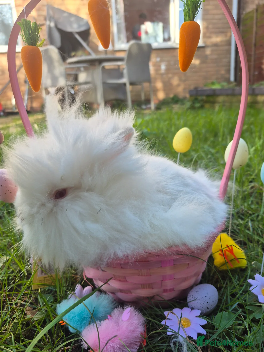 Mixed Breed rabbits for sale: Baby easter bunnies  - Advert 4