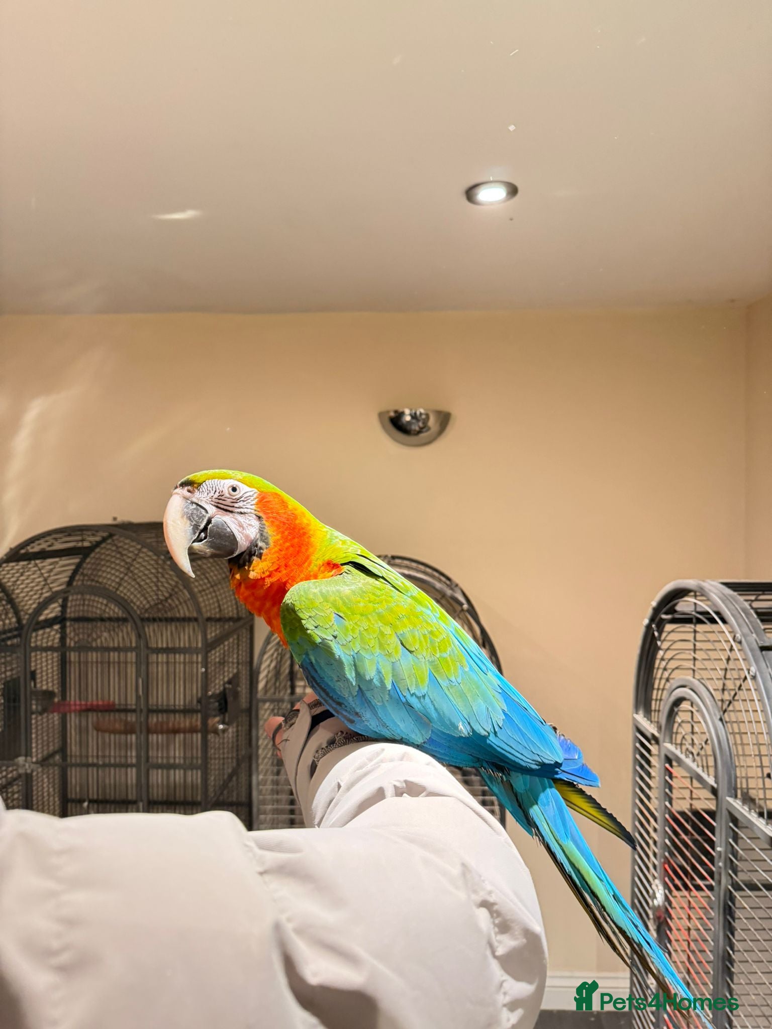 Budgerigars birds handreared macaws 💚💙🩵 PAYMENT PLANS ACCEPTED  - Advert 14