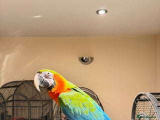 Budgerigars birds handreared macaws 💚💙🩵 - Advert 2