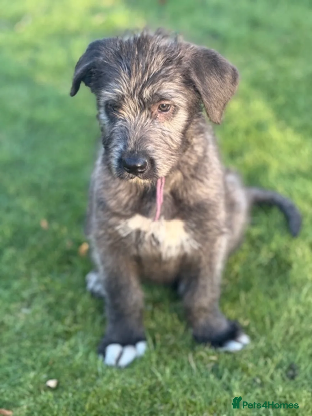 Irish Wolfhound dogs for sale: STUNNING FEMALE IWH PUPPIES FOR SALE - Advert 6