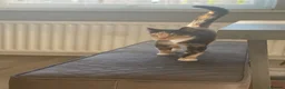 Domestic Shorthair cats for sale: Re home female cat in Gateshead - Advert 6