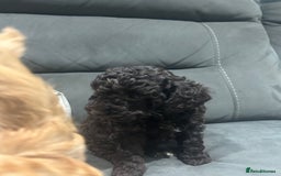 Cockapoo dogs for sale: All female fluffy Cockapoo puppies - Advert 4