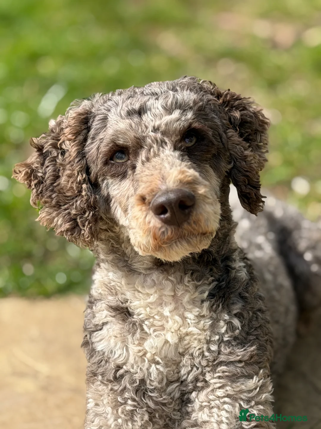 Cockapoo dogs for stud: Miniature Poodle Stud Dog DNA Tested Somerset - Advert 2