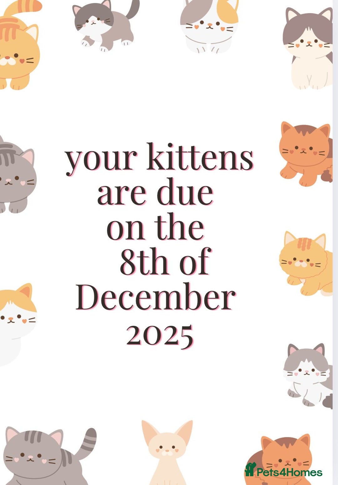 British Shorthair cats for sale: Purebred amazing BSH kittens - Advert 19