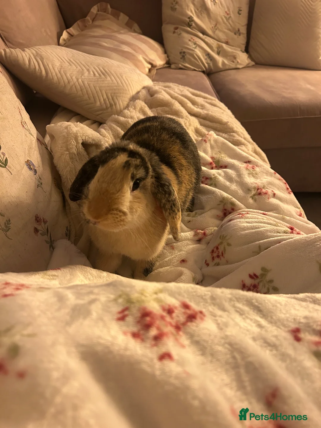 Mixed Breed rabbits for sale: Indoor rabbit in Winsford - Advert 1