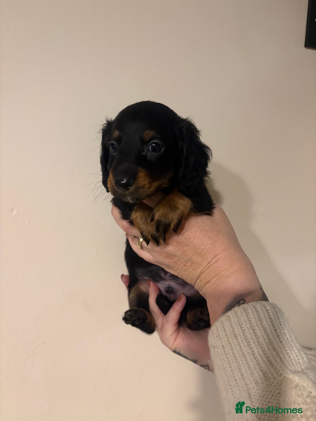 Dachshund dogs for sale: Miniature long haired dachshunds - Advert 12