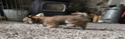 Chihuahua dogs for sale: KC Reg Chihuahua Pups, Champion lines. - Advert 4