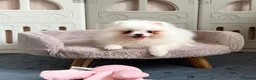 Pomeranian dogs for sale: Tiny White snow Pomeranian Puppies  - Advert 19